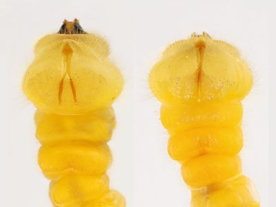 Castiarina flavopicta, PL4257, larva, from Olearia ramulosa, SE